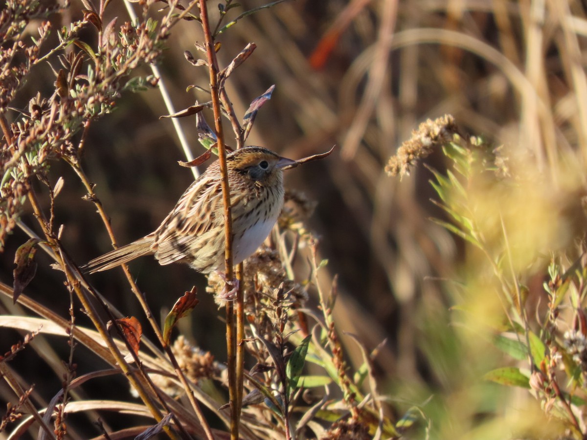 LeConte's Sparrow - ML644278339