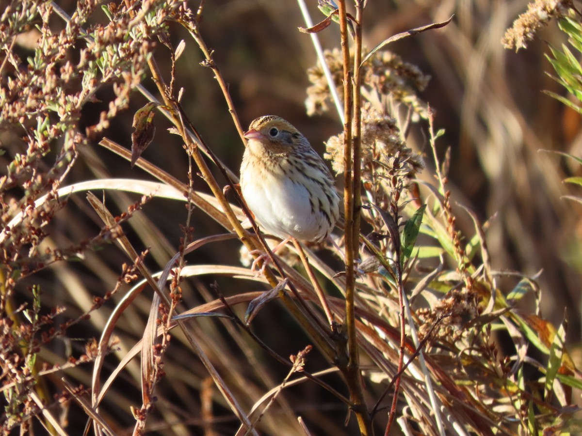 LeConte's Sparrow - ML644278340