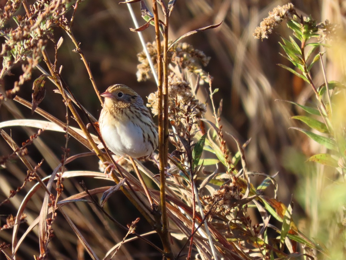LeConte's Sparrow - ML644278341