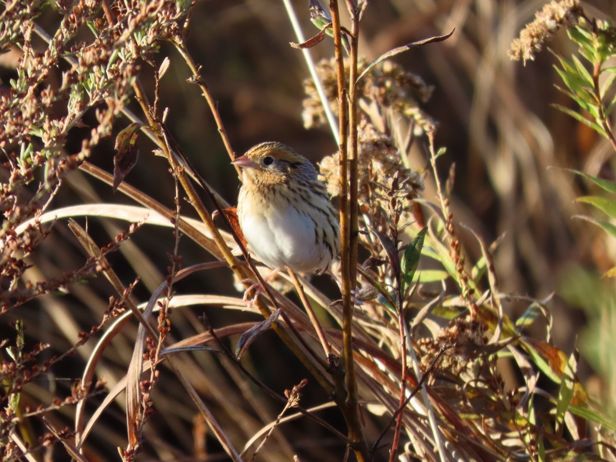 LeConte's Sparrow - ML644278342