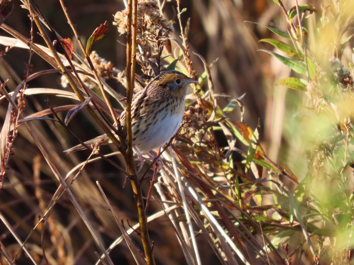LeConte's Sparrow - ML644278343