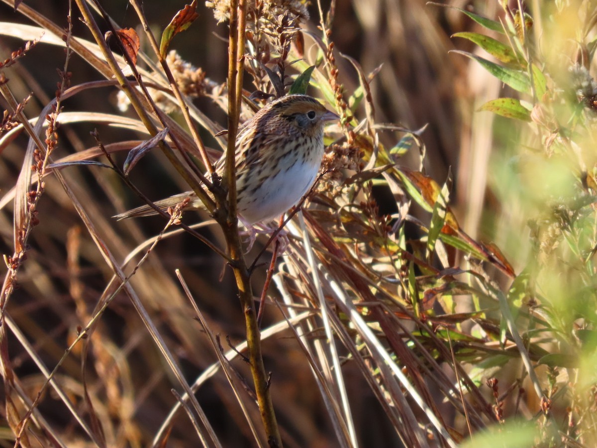 LeConte's Sparrow - ML644278344