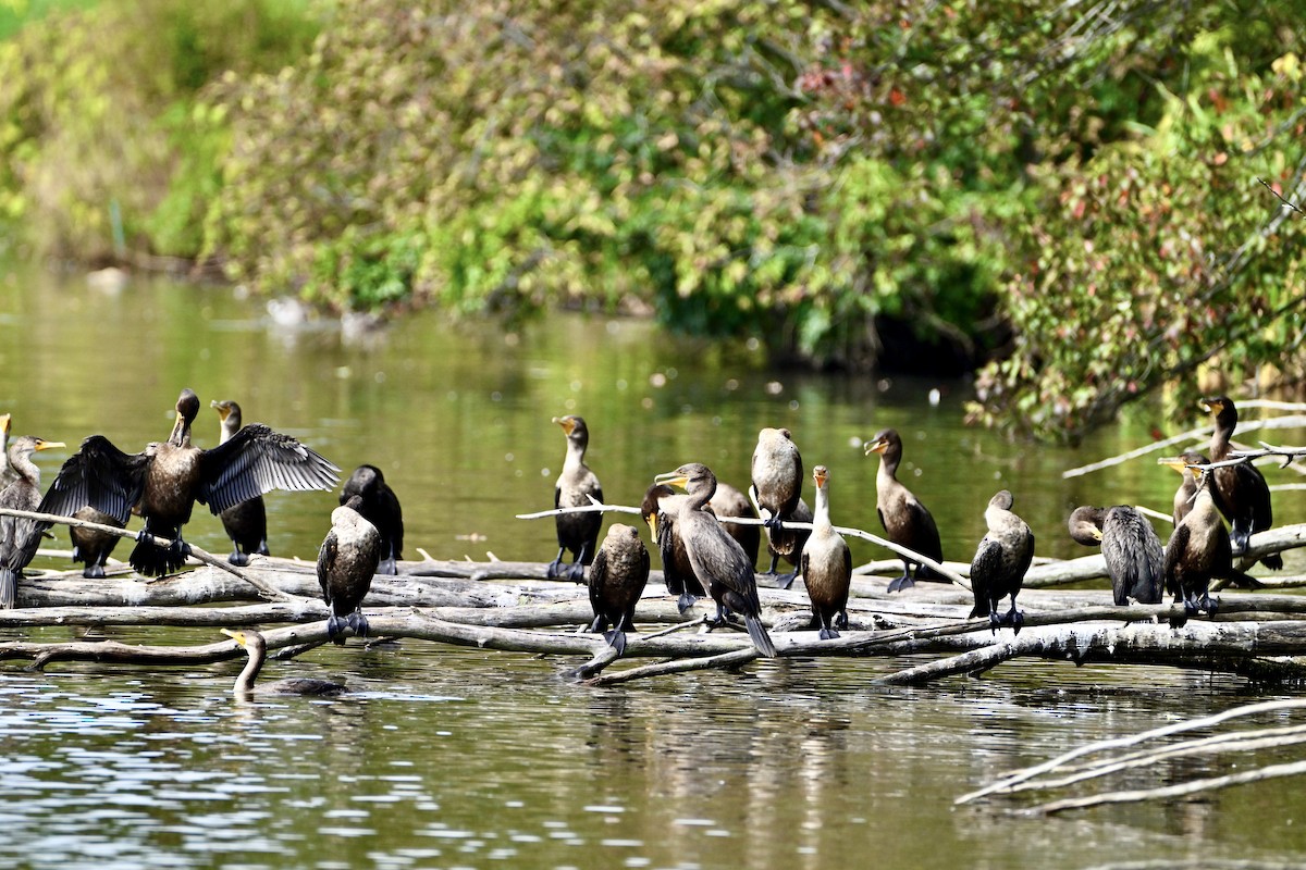 Double-crested Cormorant - ML644278348