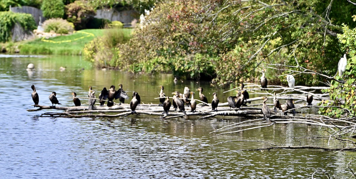 Double-crested Cormorant - ML644278350