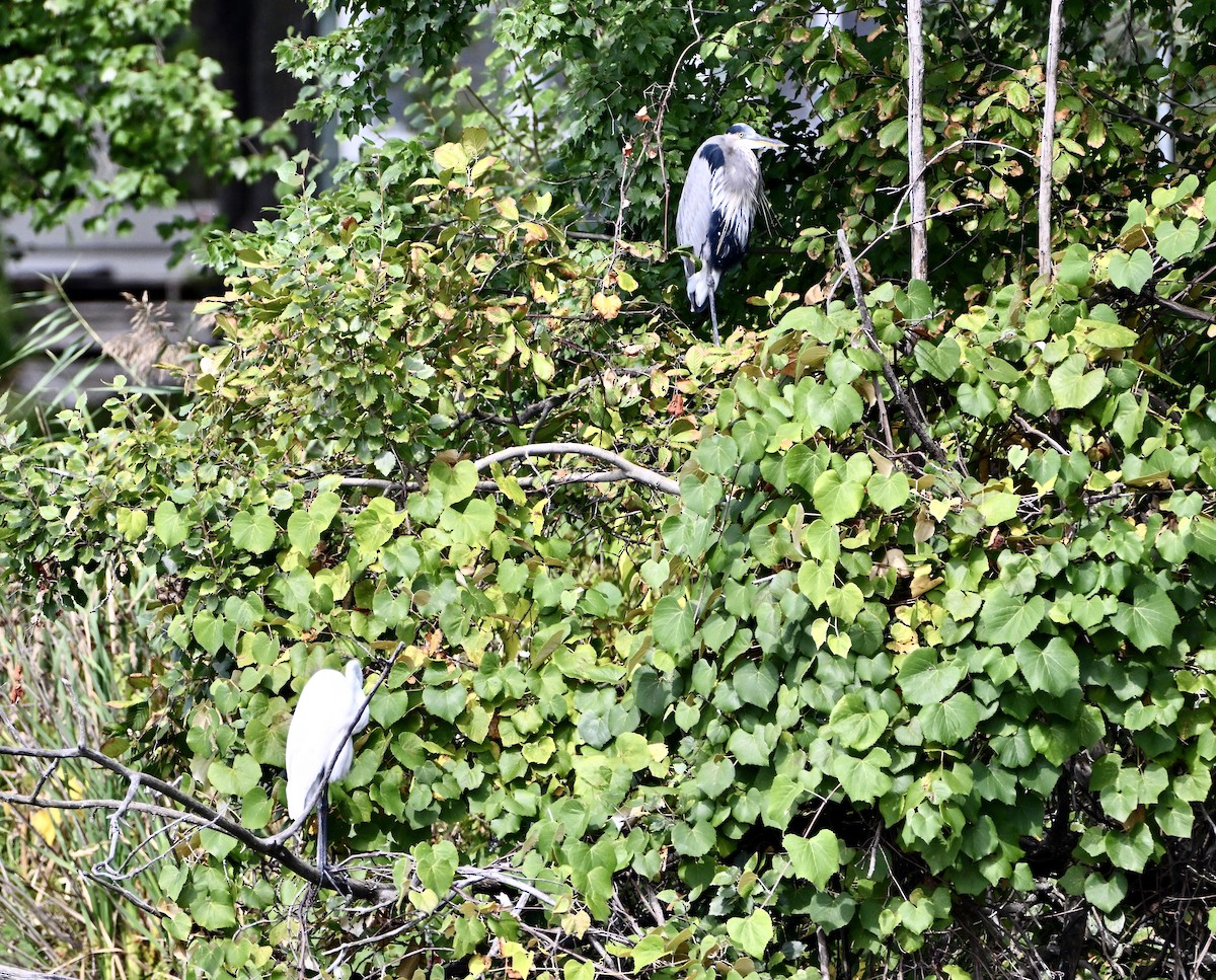 Great Blue Heron - ML644278363