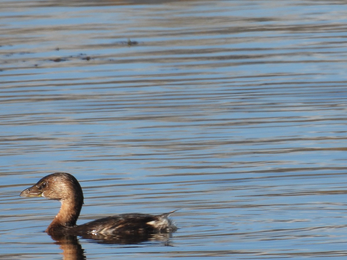 Grèbe à bec bigarré - ML644278364