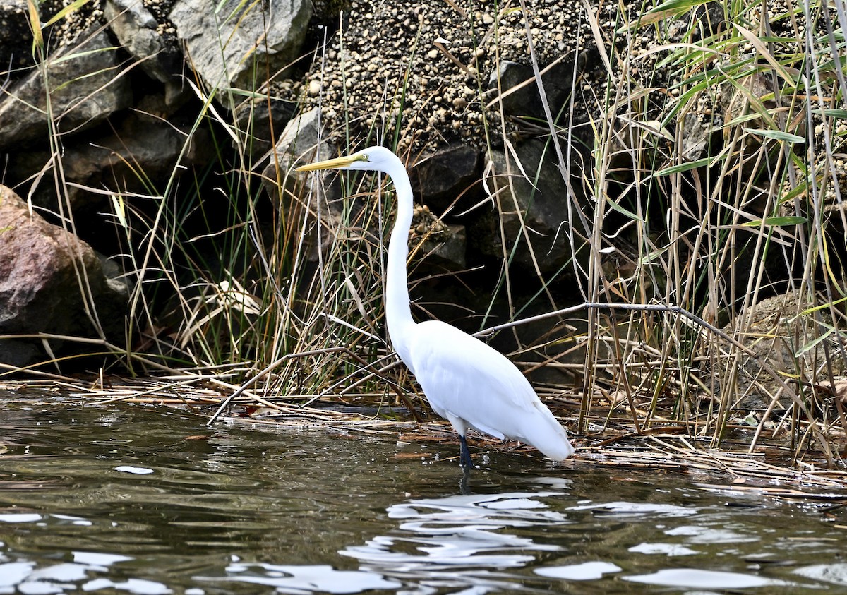 Цасч дэглий - ML644278366