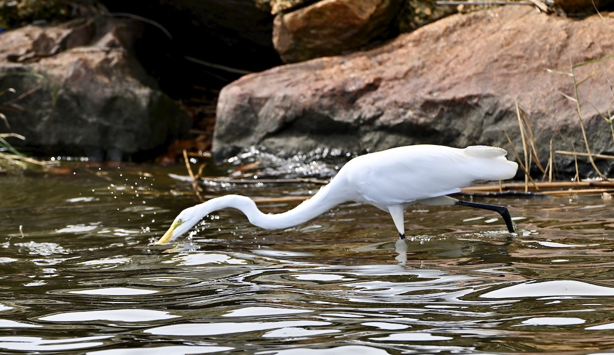 Цасч дэглий - ML644278372