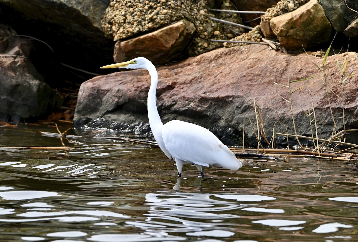 Цасч дэглий - ML644278375