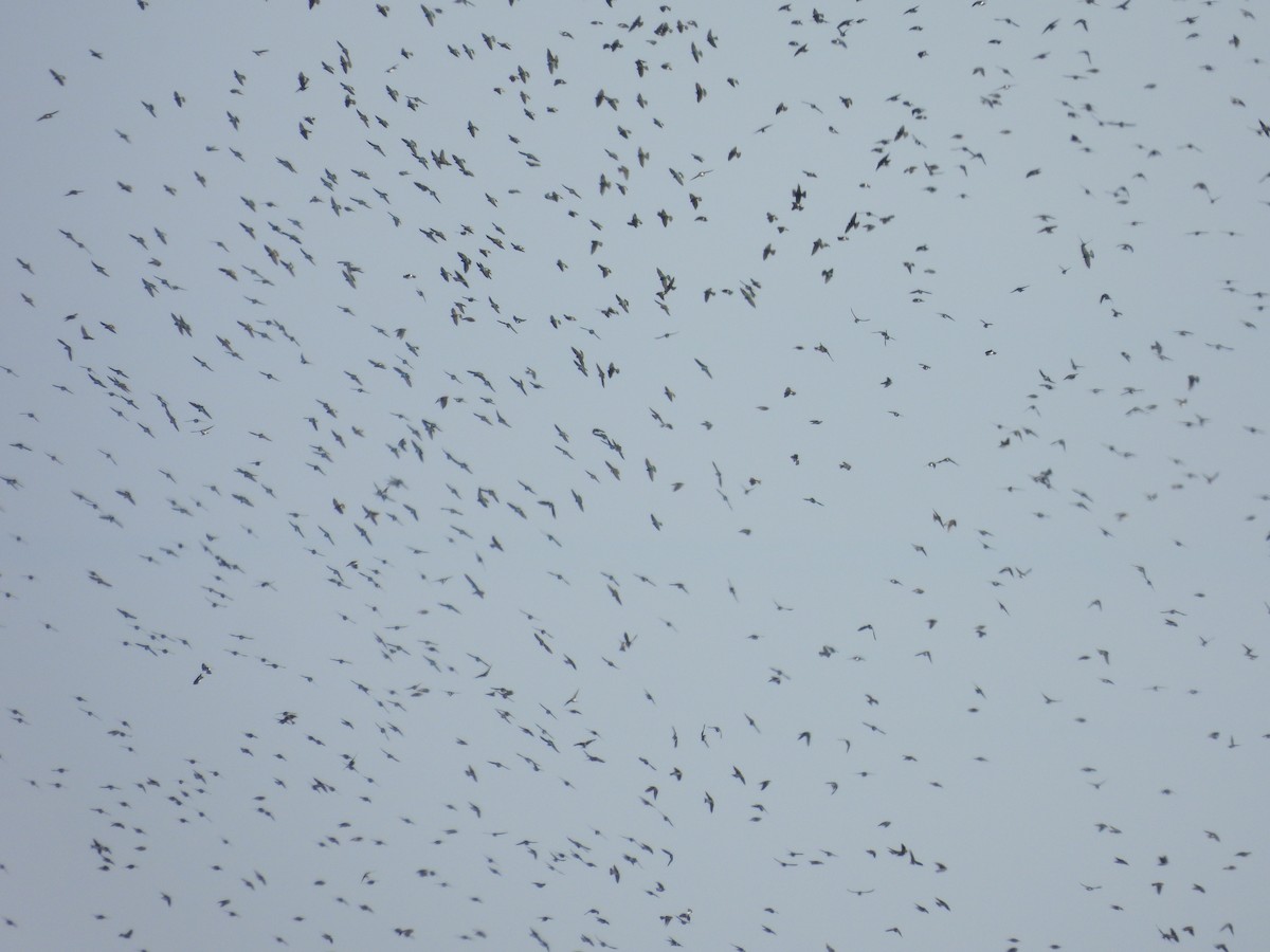 Tree Swallow - ML644278379