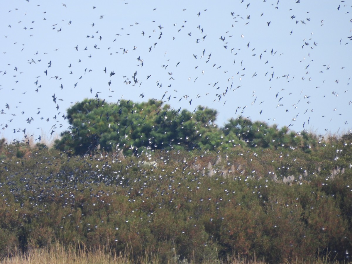Tree Swallow - ML644278380