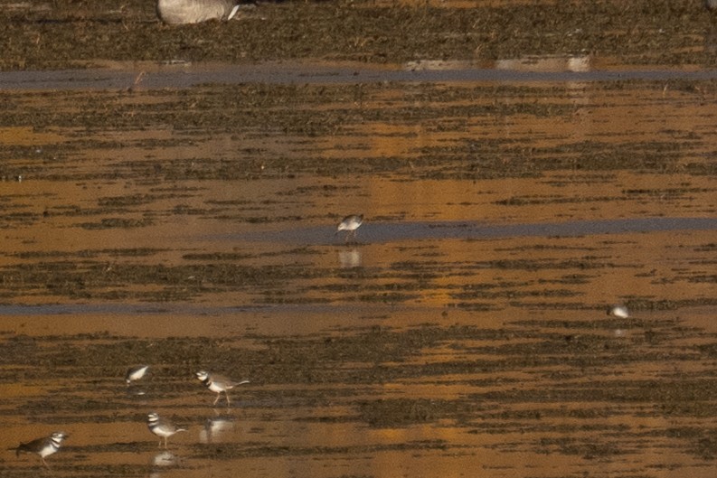 shorebird sp. - ML644278381