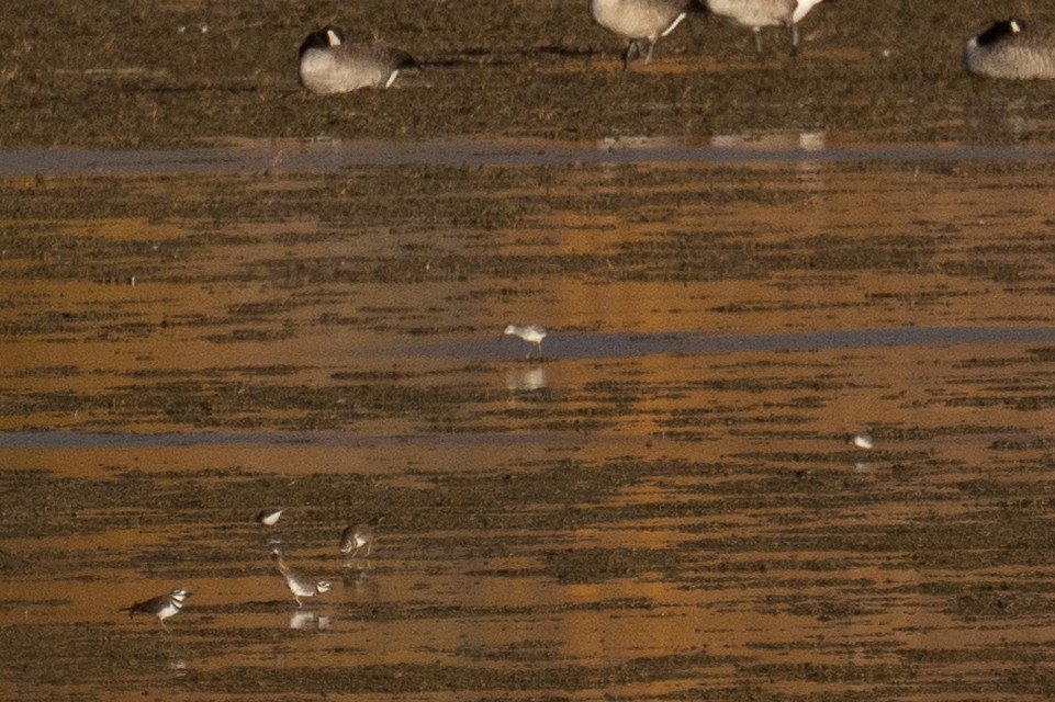 limicole sp. - ML644278382