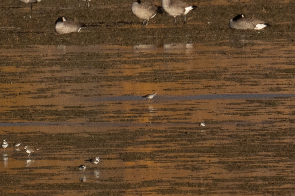 shorebird sp. - ML644278383