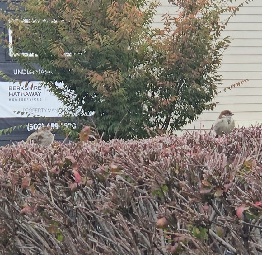 House Sparrow - ML644278384