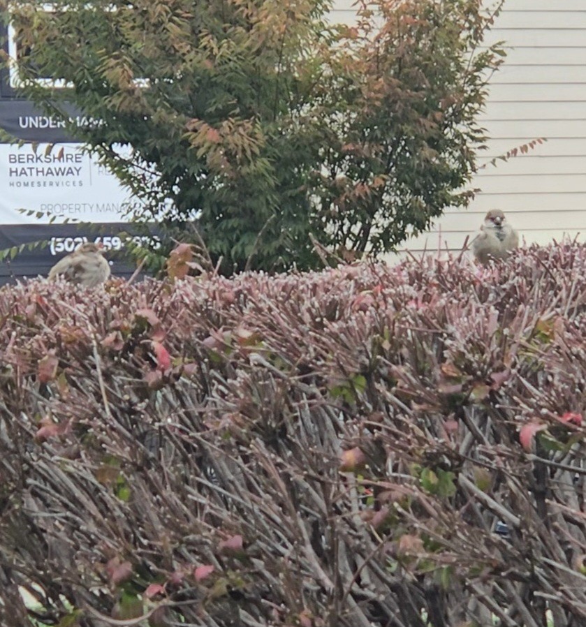 House Sparrow - ML644278385