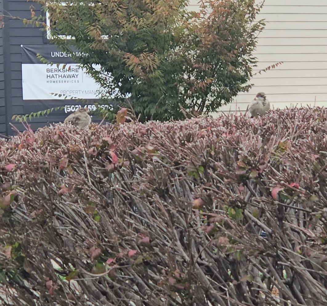 House Sparrow - ML644278387