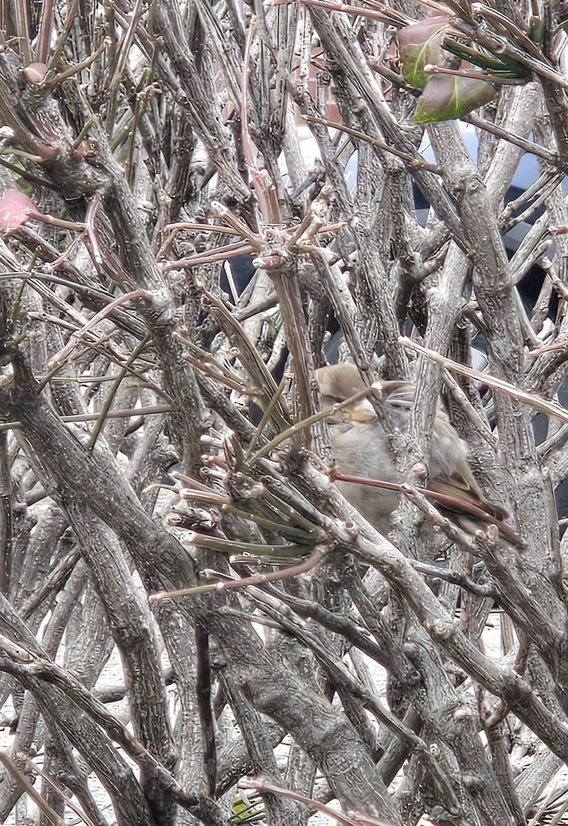 House Sparrow - ML644278388