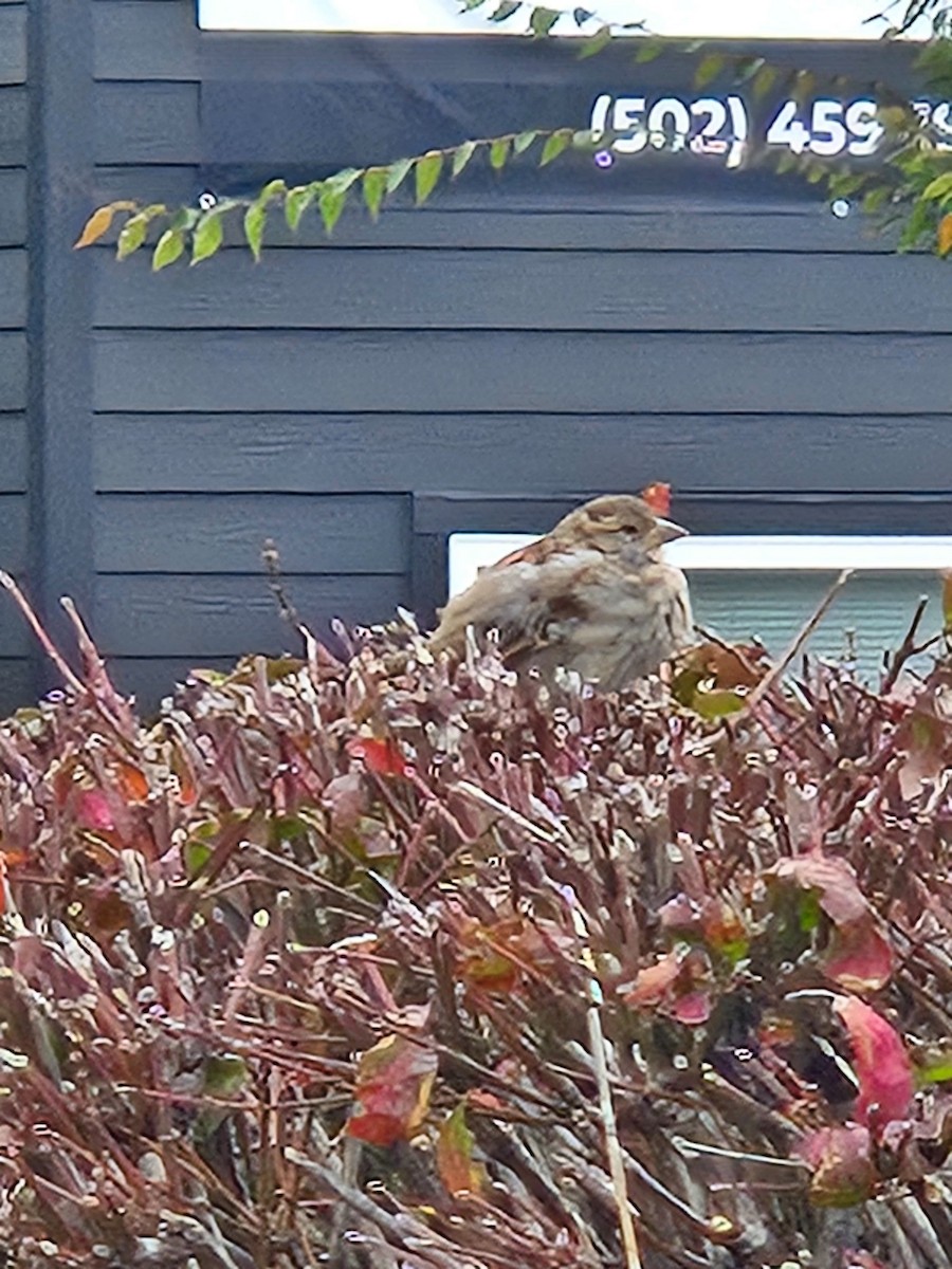 House Sparrow - ML644278389