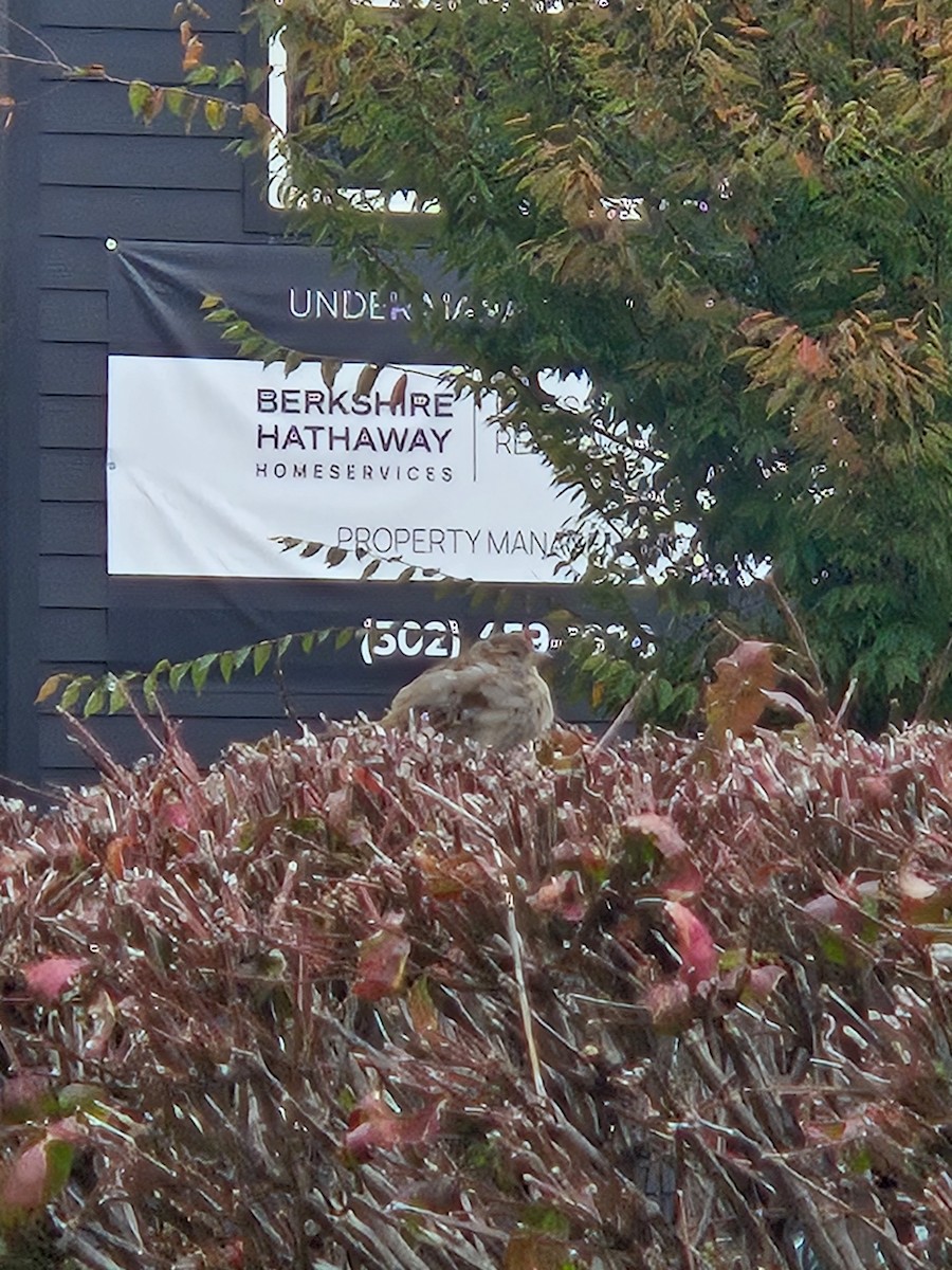 House Sparrow - ML644278390