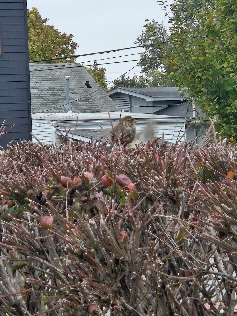 House Sparrow - ML644278391