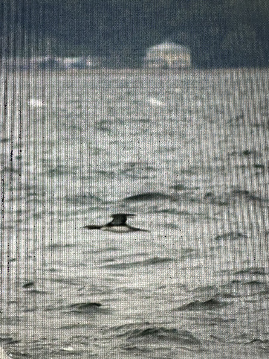 Pacific Loon - ML644278394