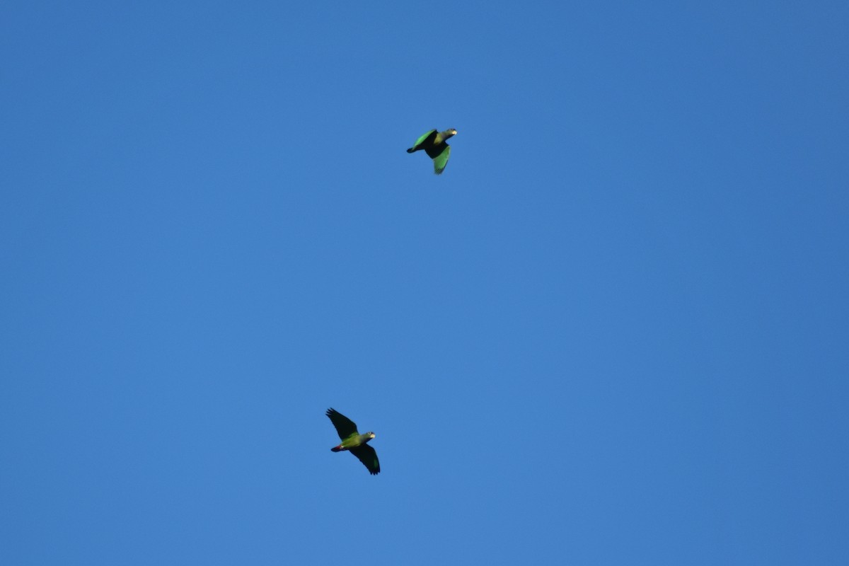 Scaly-headed Parrot - ML644278395