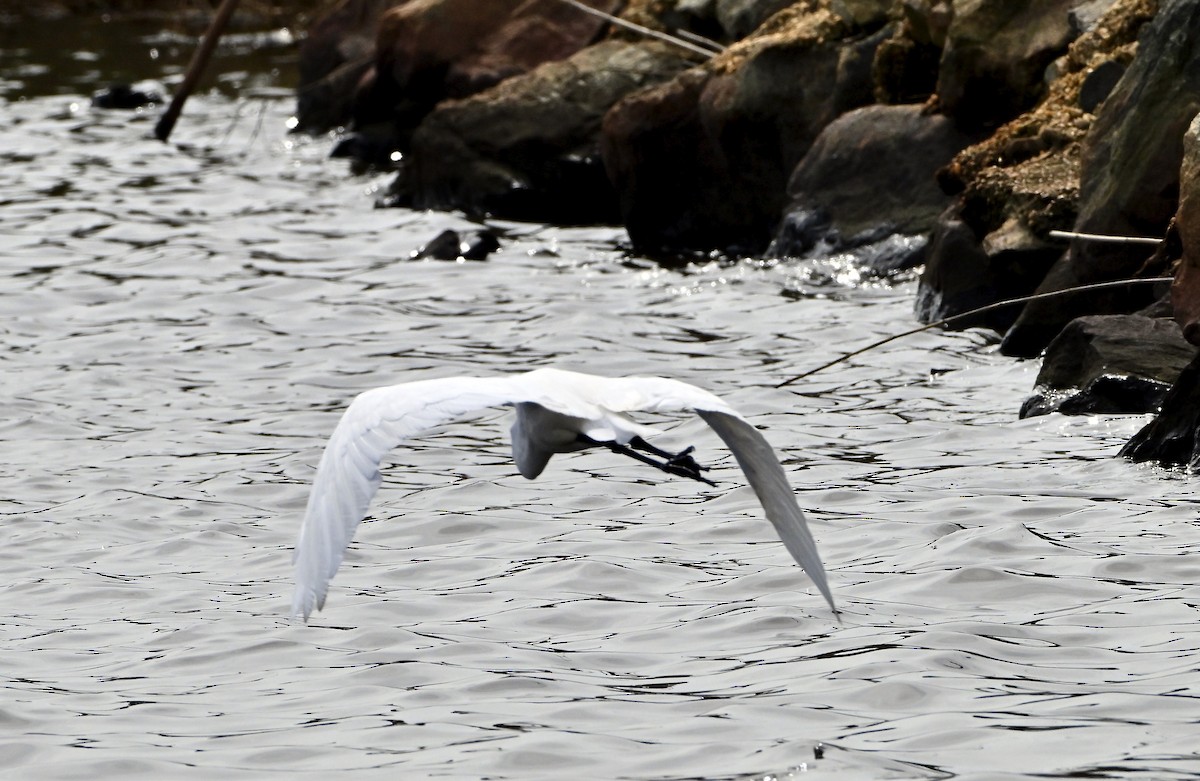 Great Egret - ML644278396