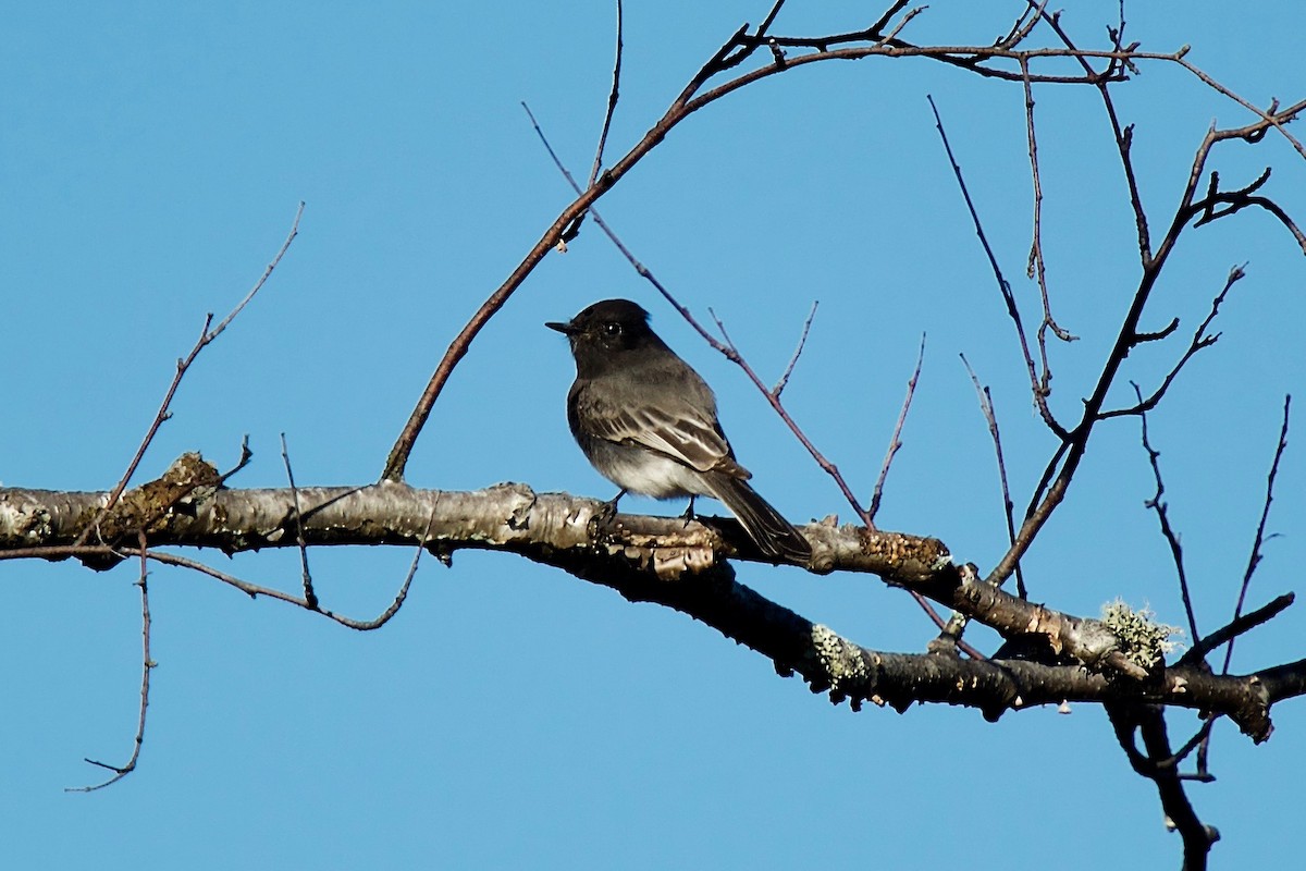 Black Phoebe - ML644278398