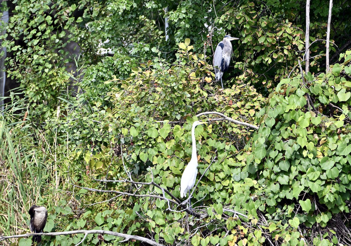 Great Egret - ML644278399