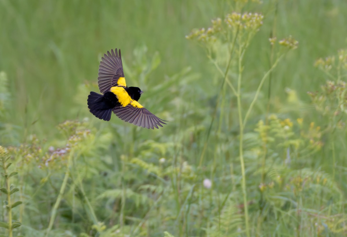 Yellow Bishop - ML644278400