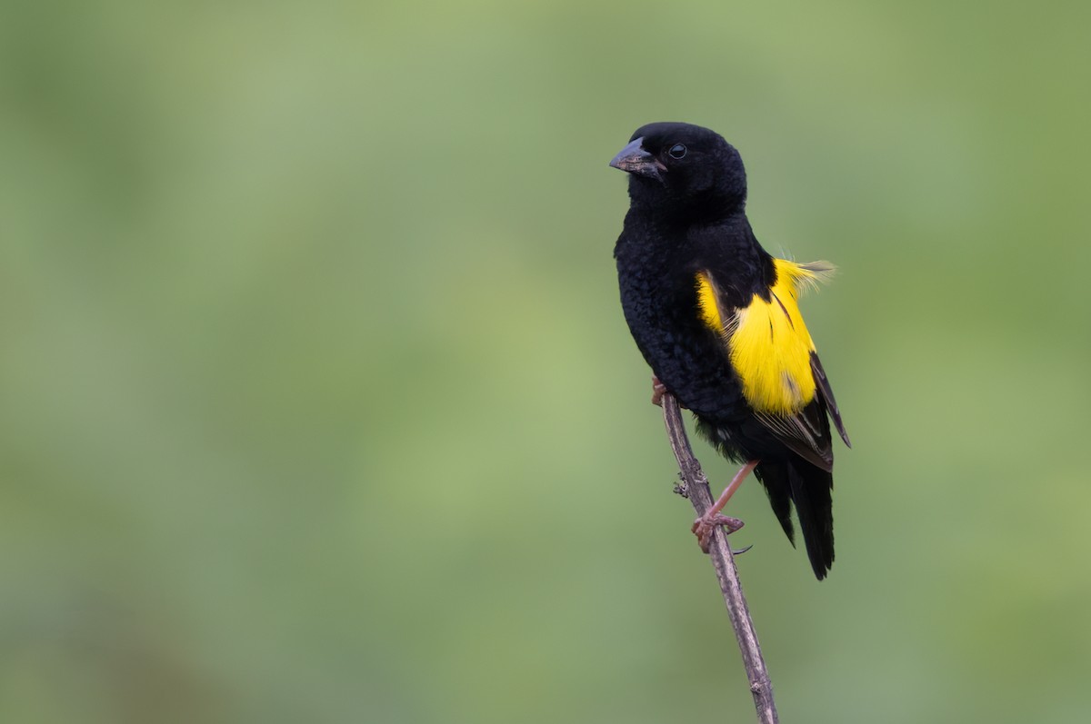 Yellow Bishop - ML644278401