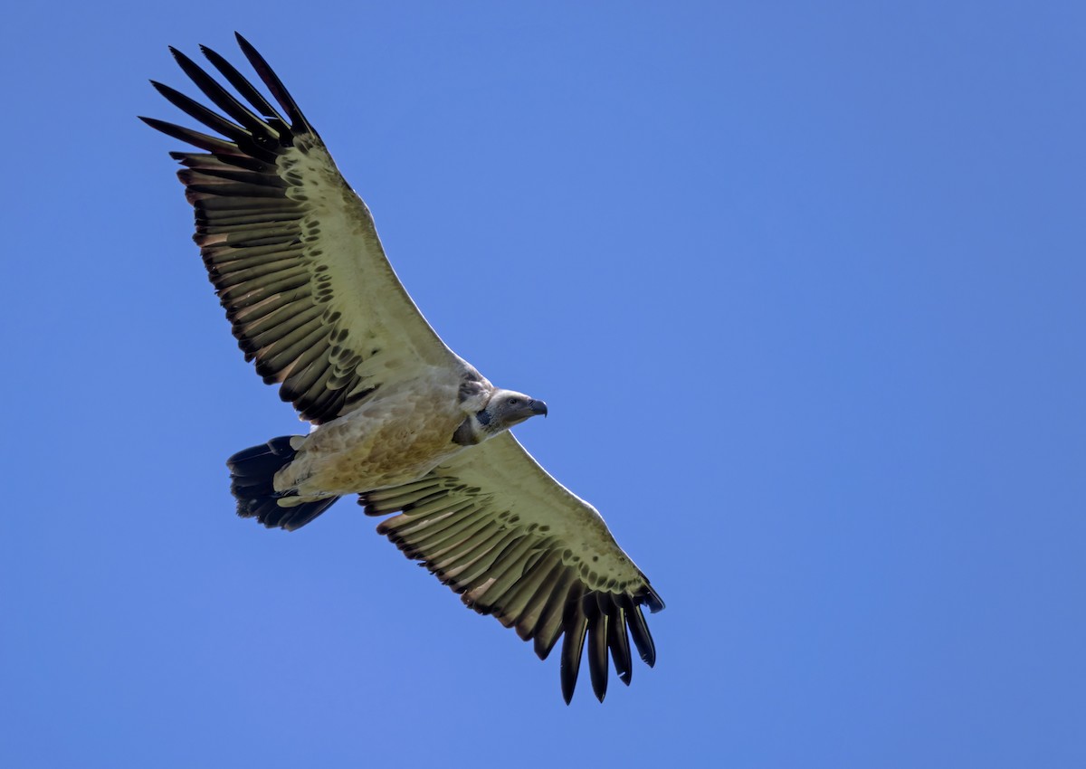 Cape Griffon - ML644278403