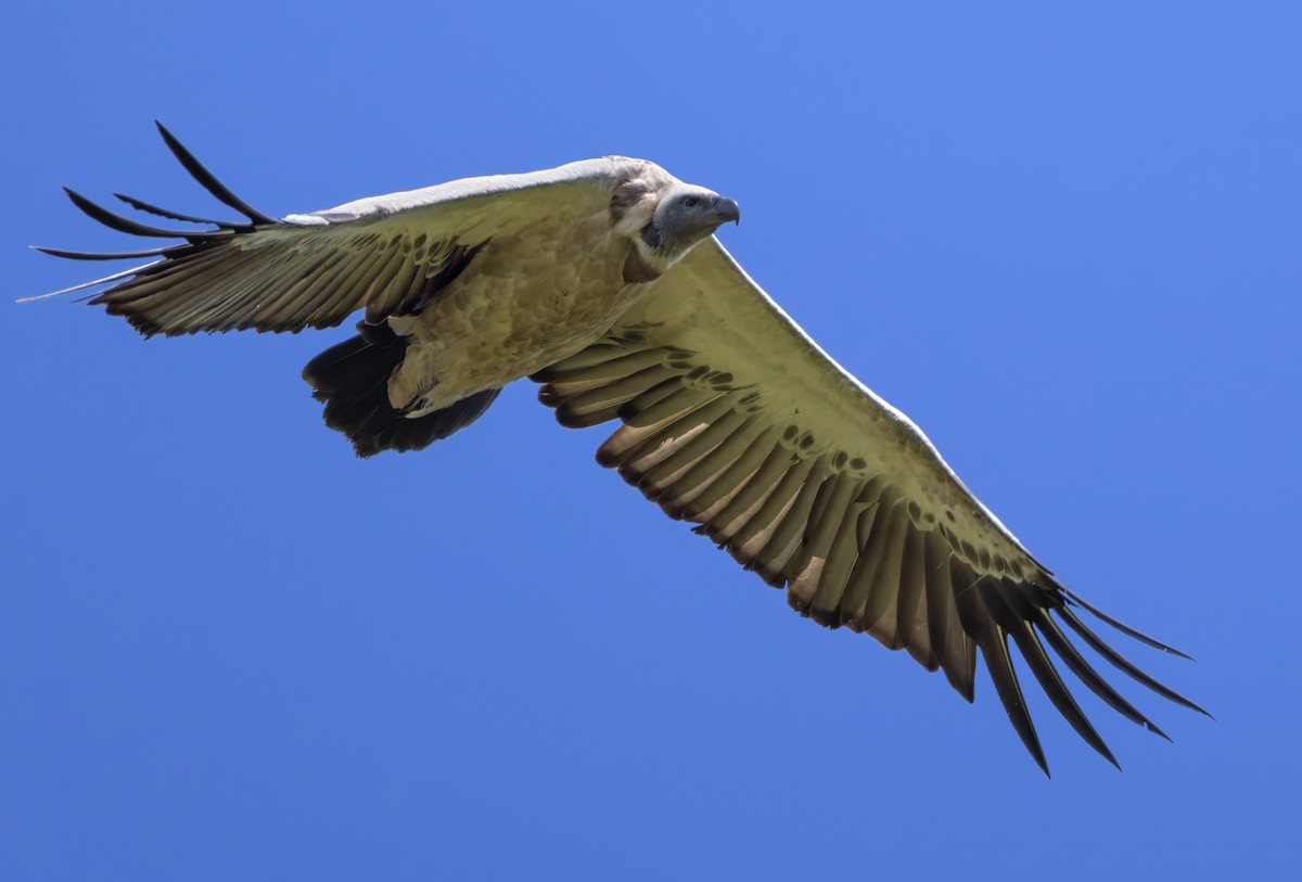 Cape Griffon - ML644278404