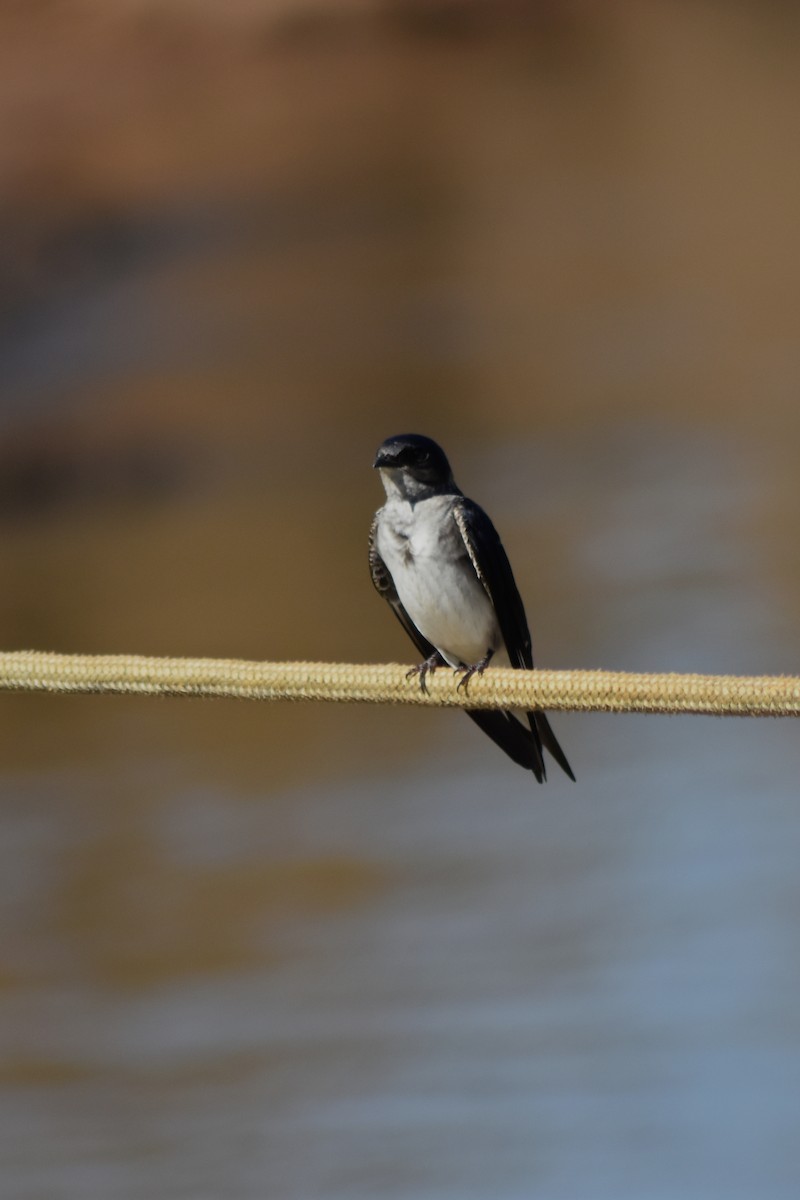 Gray-breasted Martin - ML644278405