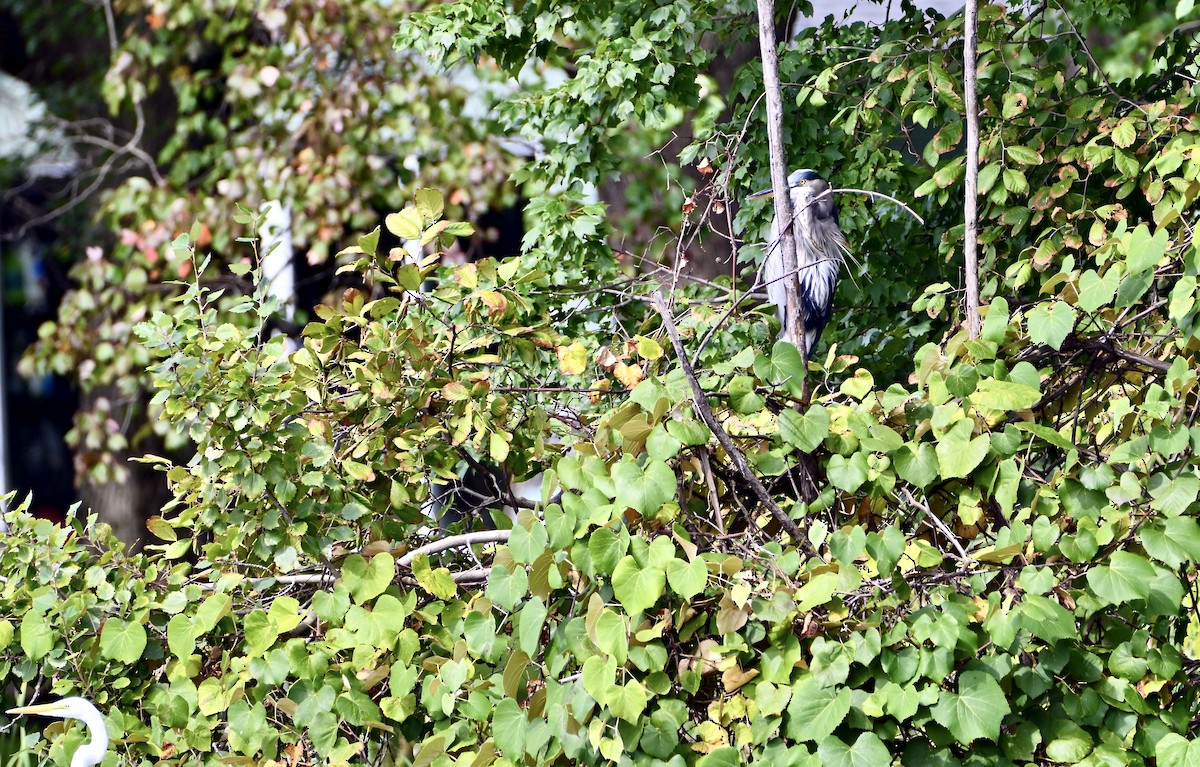 Great Blue Heron - ML644278406