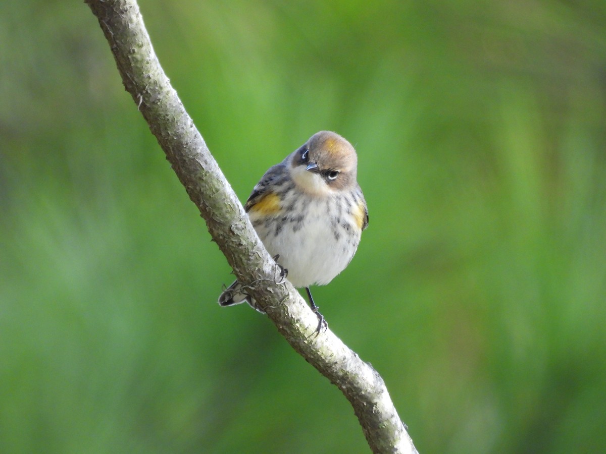 Yellow-rumped Warbler - ML644278407