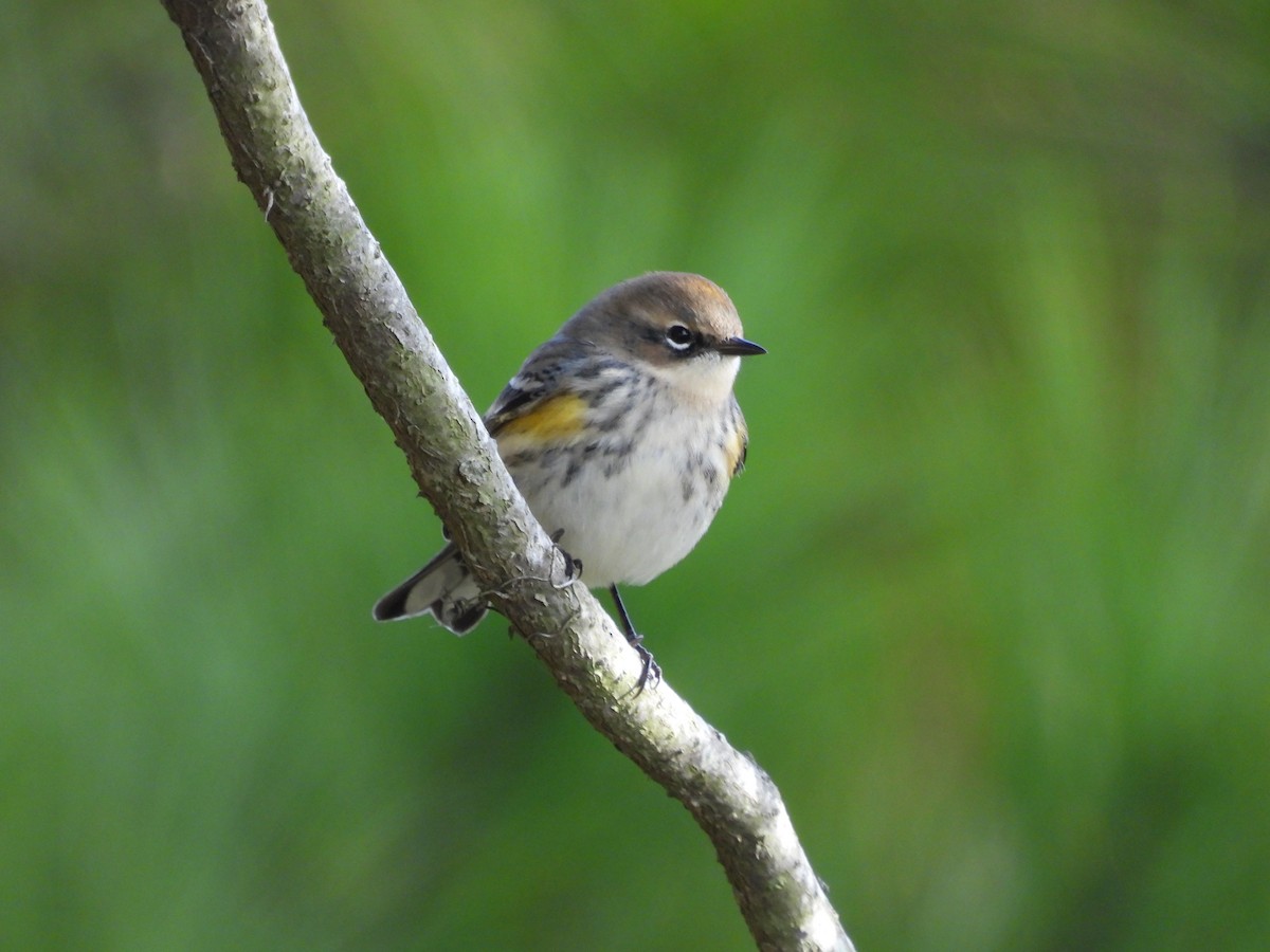 Yellow-rumped Warbler - ML644278408