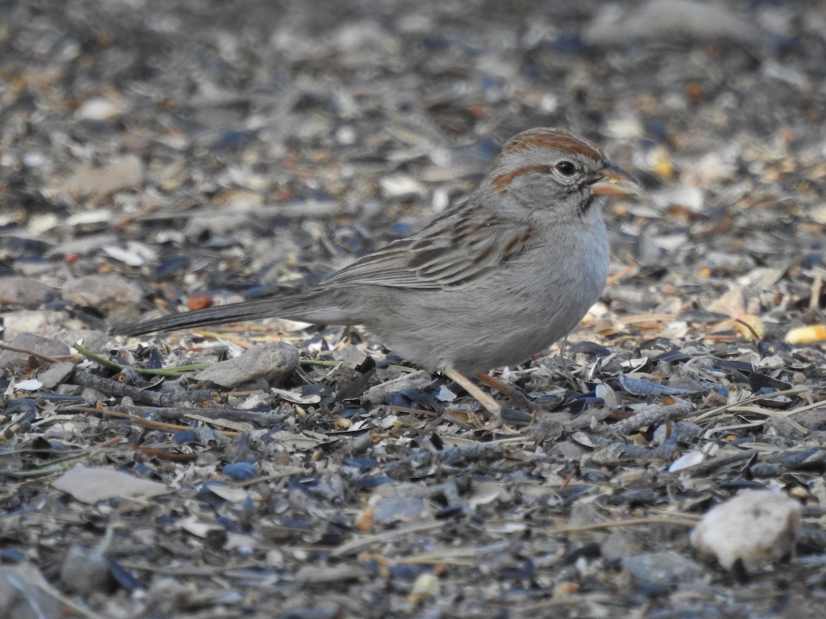 Rufous-winged Sparrow - ML644278412