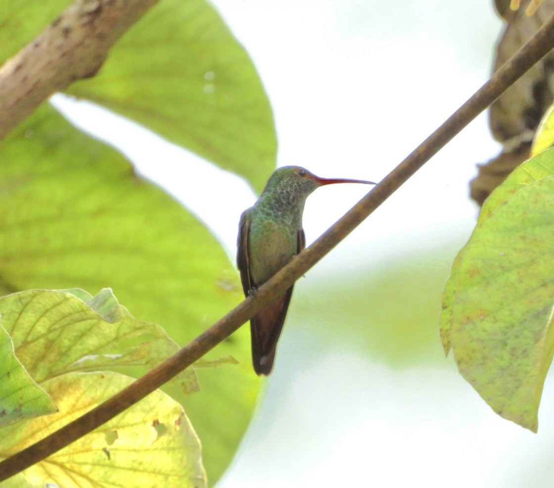 Rufous-tailed Hummingbird - ML644278413