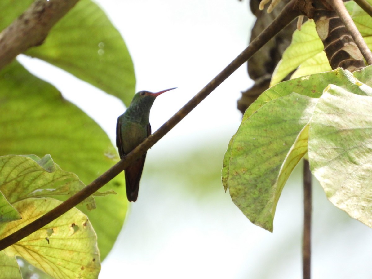 Rufous-tailed Hummingbird - ML644278414