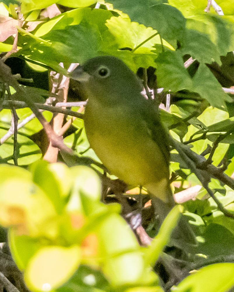 Papstfink - ML644278415