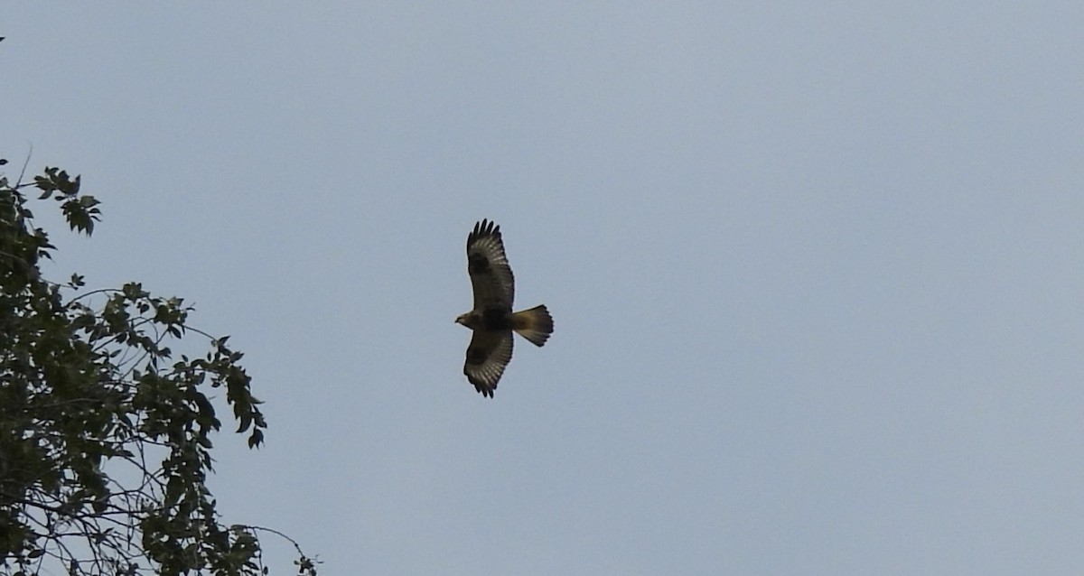 Rough-legged Hawk - ML644278418