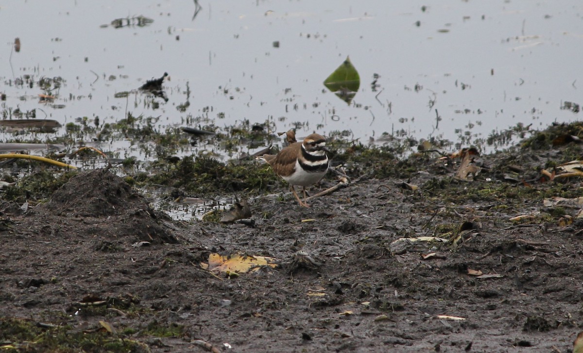 Killdeer - ML644278419