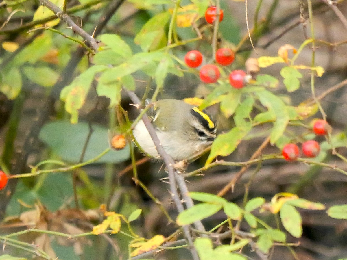 Golden-crowned Kinglet - ML644278421