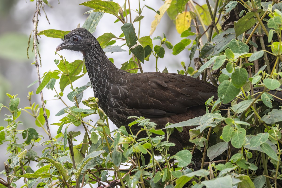 Andean Guan - ML644278426