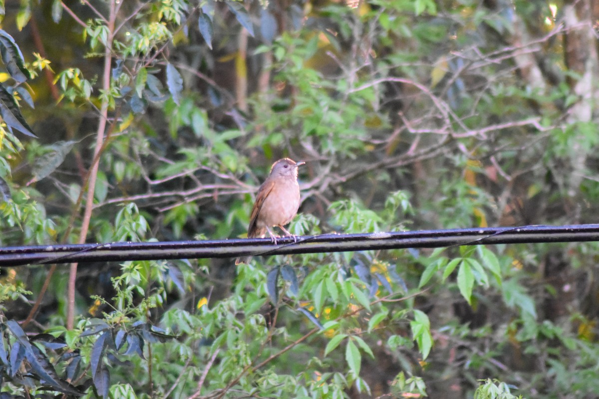 Pale-breasted Thrush - ML644278427
