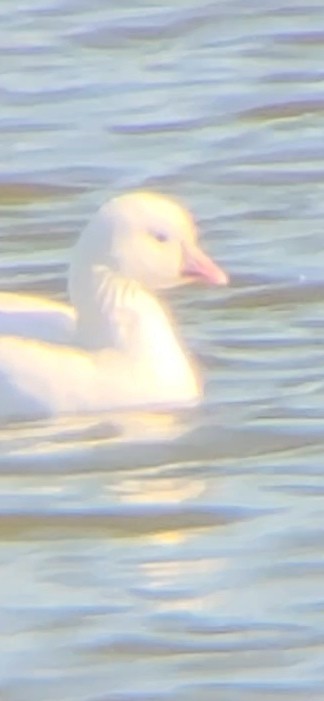 Ross's Goose - ML644278430
