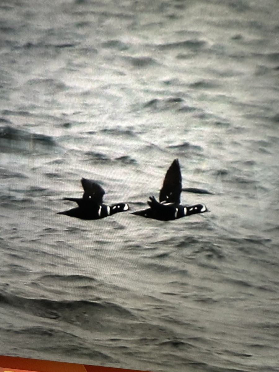 Ahate arlekina - ML644278436