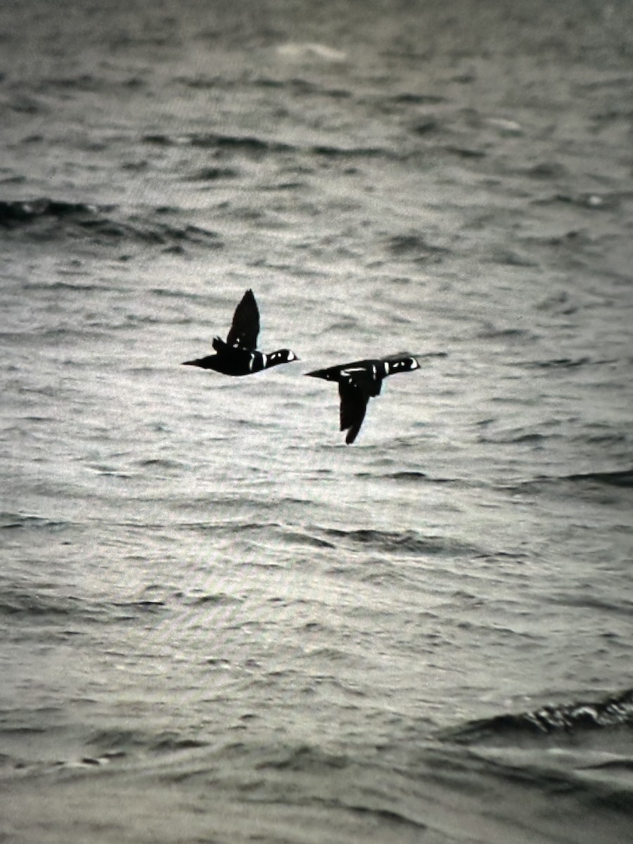 Ahate arlekina - ML644278437